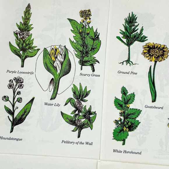 Lot of 4 Vintage Double Sided Botanical Book Plate Prints MCM Gallery Wall - Picture 2 of 12